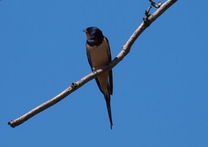 Swallow (foto Priroda archive)