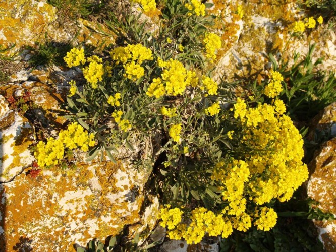 Vegetacija stijena – lišajevi i gromotulja (Alyssum sp.) (foto arhiva JUP)