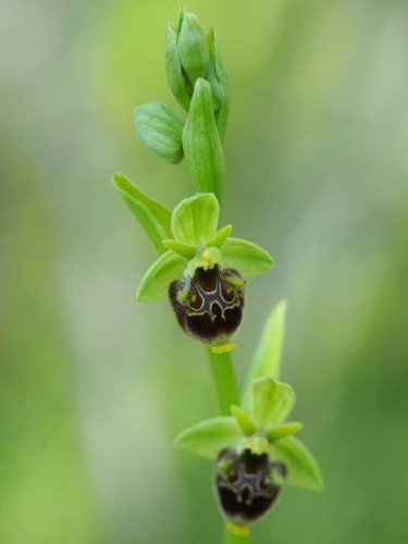 Early spider-orchid (Ophrys sp.) (foto Priroda archive)