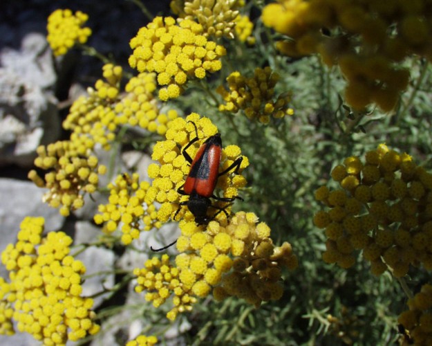 Longhorn beetle on immortelle in bloom (foto Priroda archive)