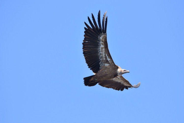 Griffon vulture (foto BIOM Association)