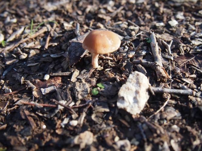 Saproksilna gljiva (foto arhiva JUP)