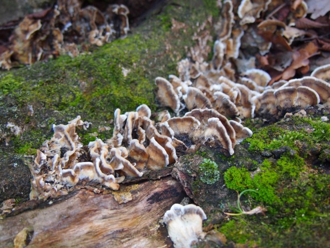 Lignicolous fungi (foto Priroda archive)