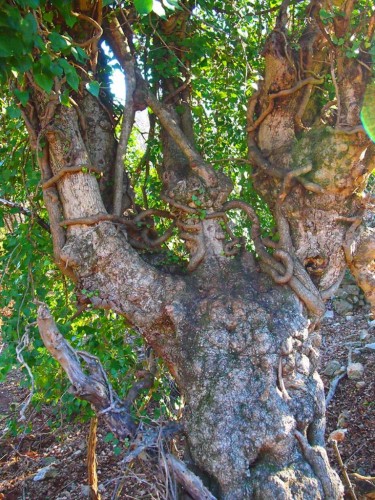 Ivy wrapped around a tree (foto Priroda archive)