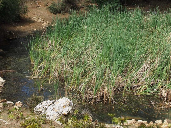 Bulrush in a pond (foto Priroda archive)