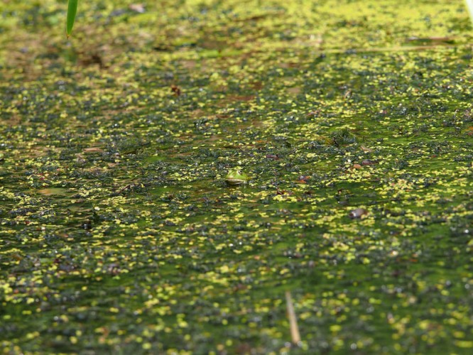Green frogs in aquatic vegetation – camouflage (foto Priroda archive)