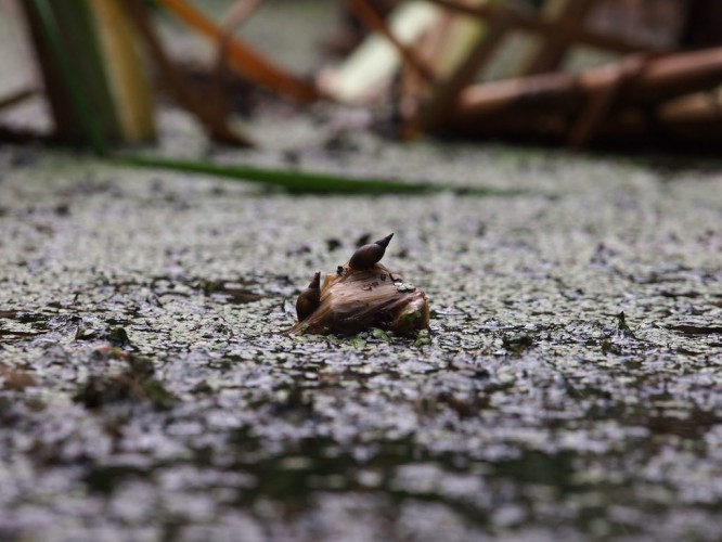 Great pond snail (foto Priroda archive)