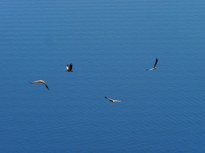 ptice u letu (foto arhiva JUP)