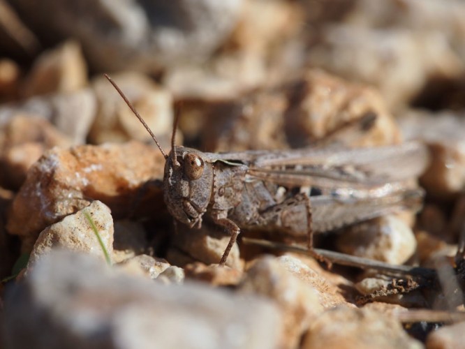 Grasshopper (foto Priroda archive)