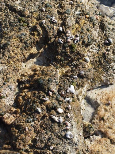 Sea snail shells (foto Priroda archive)