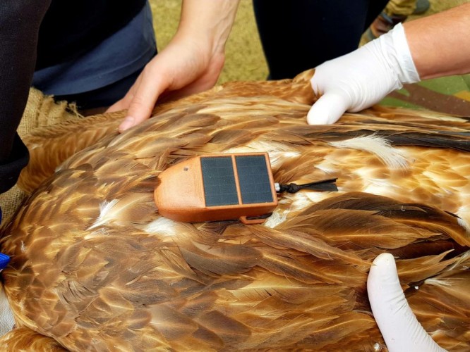 Marking of a griffon vulture with a GPS device before sending it back into the wild (foto Sonja Šišić)