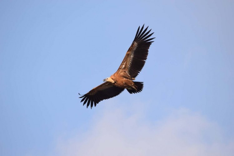 Griffon vulture returned into the wild (foto BIOM Association)