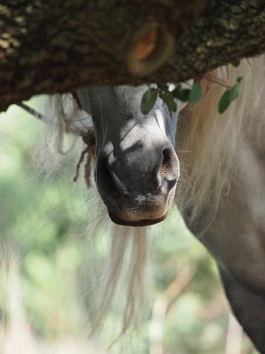 njuška konja (foto arhiva JUP)