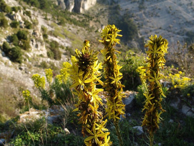 Zlatoglavica (Asphodeline lutea) (foto arhiva JUP)
