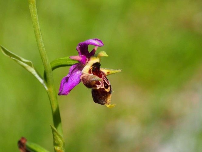 Woodcock orchid (Ophrys cornuta) (foto Priroda archive)