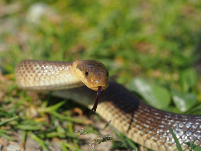 Aesculapian snake (Zamenis longissimus) (foto Priroda archive)
