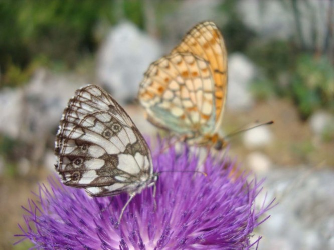 Marbled white butterfly (Melanagria galatehea) and tortoiseshell (Melithaea sp.) on a daisy (foto Tomislav Anić)