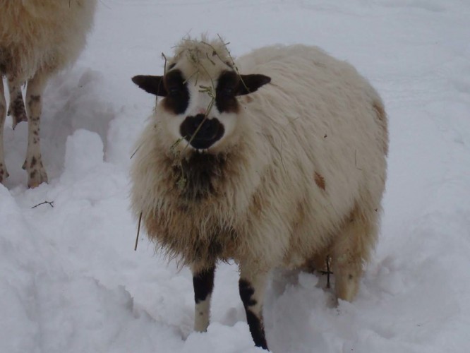 snijeg na cresu - ovca