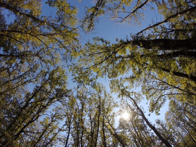 žablja perspektiva - šuma(foto Tomislav Anić)