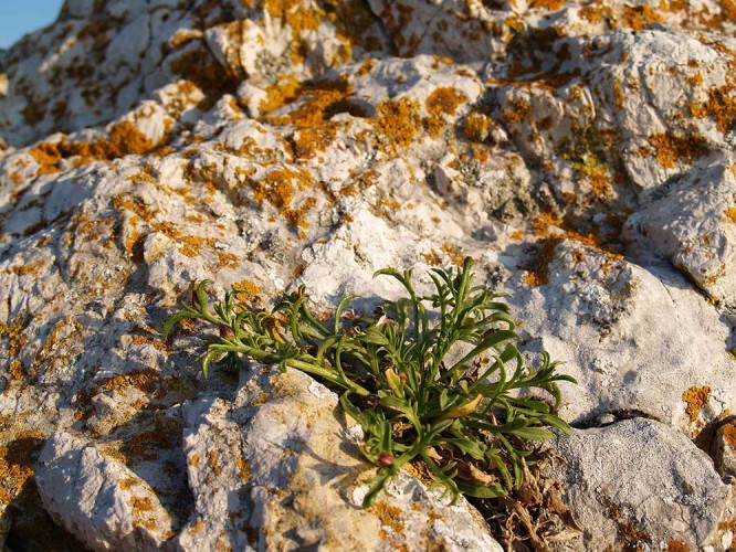 Vegetacija stijena – lišajevi i lubenička zečina (Centaurea dalmatica subsp. lubenicense) (foto arhiva JUP)
