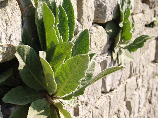 Divizma (Verbascum sp.) u pukotinama zida (foto arhiva JUP)