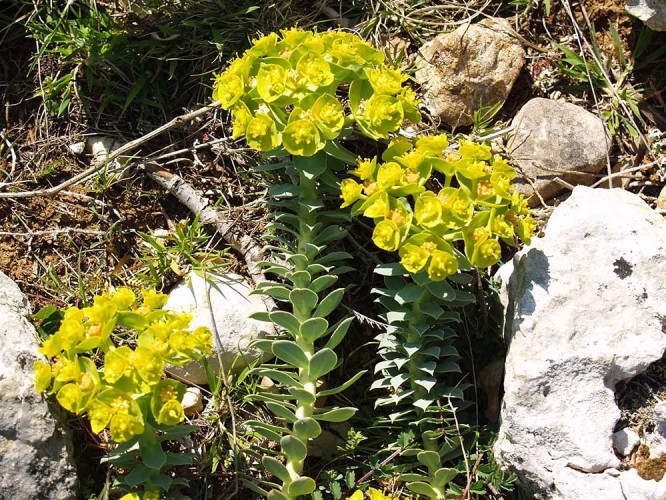 Myrtle spurge (Euphorbia myrsinites) (foto Priroda archive)