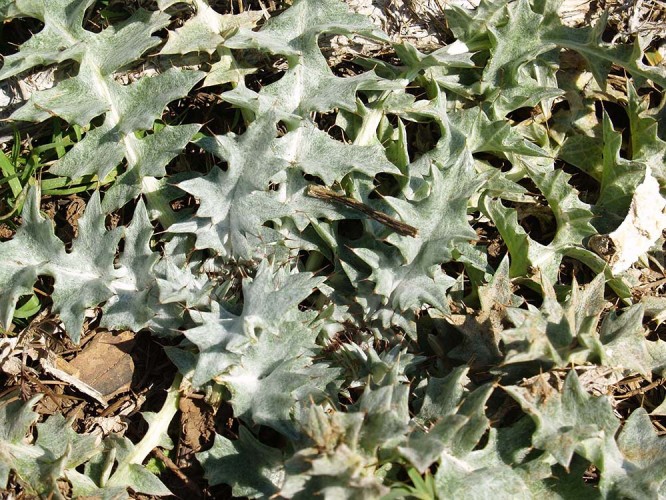 Cotton thistle (Onopordum sp.) (foto Priroda archive)