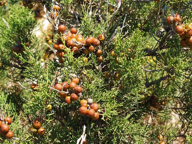Primorska somina, gluhi smrič (Juniperus phoeniceus) (foto arhiva JUP)