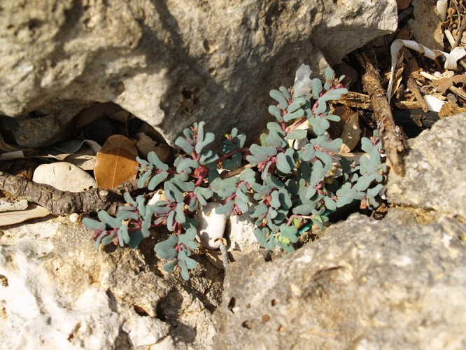 Prostrate spurge (Euphorbia chamaesyce) (foto Priroda archive)
