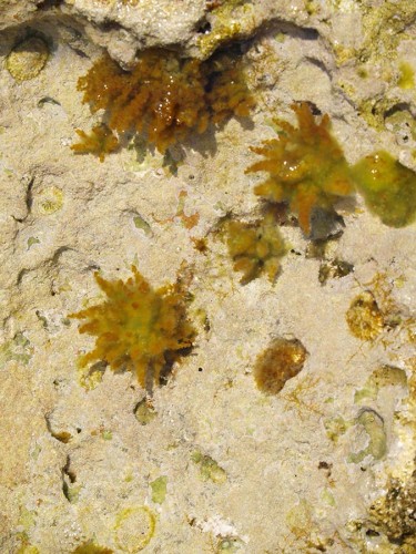 Morska lokvica s algama (foto arhiva JUP)