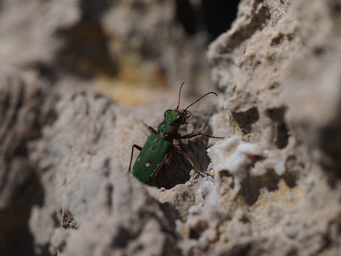 Tiger beetle (Cicindela sp.) (foto Priroda archive)