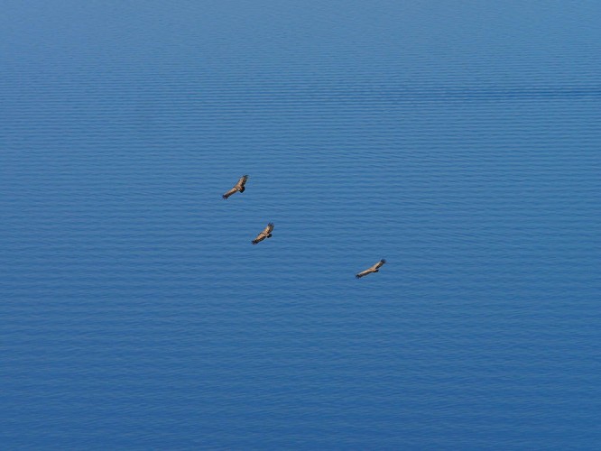 Griffon vultures in flight (foto Priroda archive)