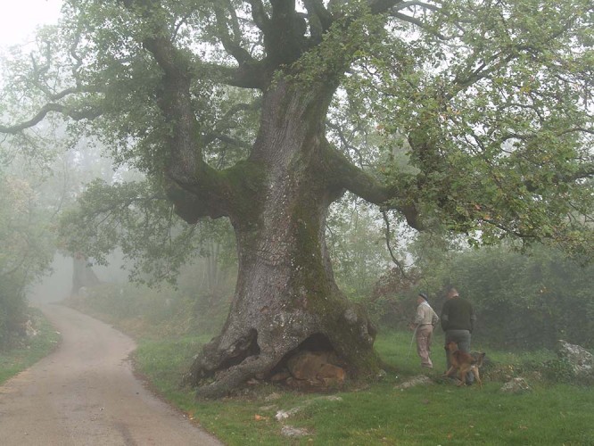 Old oak in Sveti Petar before storm damage occurred (foto Priroda archive)