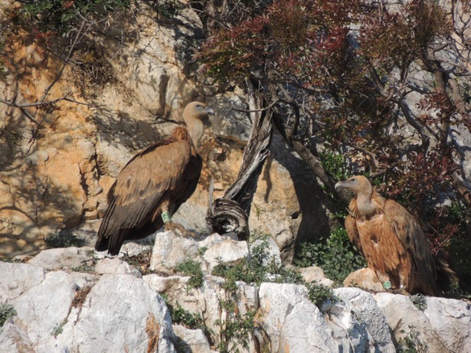 Ringed griffon vultures (foto BIOM Association)