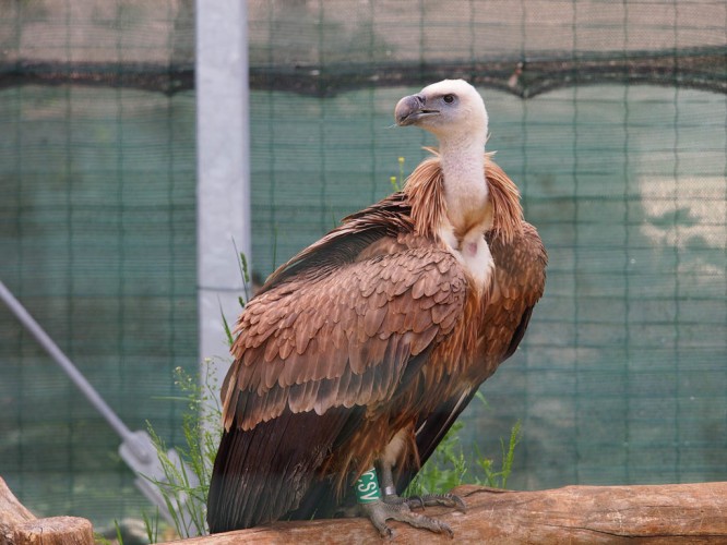 Ringed griffon vulture in Beli Rescue Centre (foto Tomislav Anić)