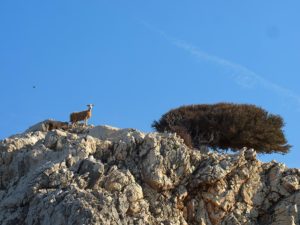 ovca na stijeni (foto Patrik Krstinić)