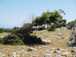 NATURE OF BURA WIND ON THE ISLAND OF CRES
