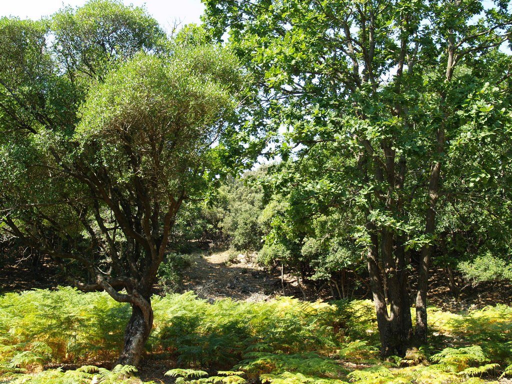 Dendroflora – drveće, grmlje i drvenaste povijuše otoka Cresa