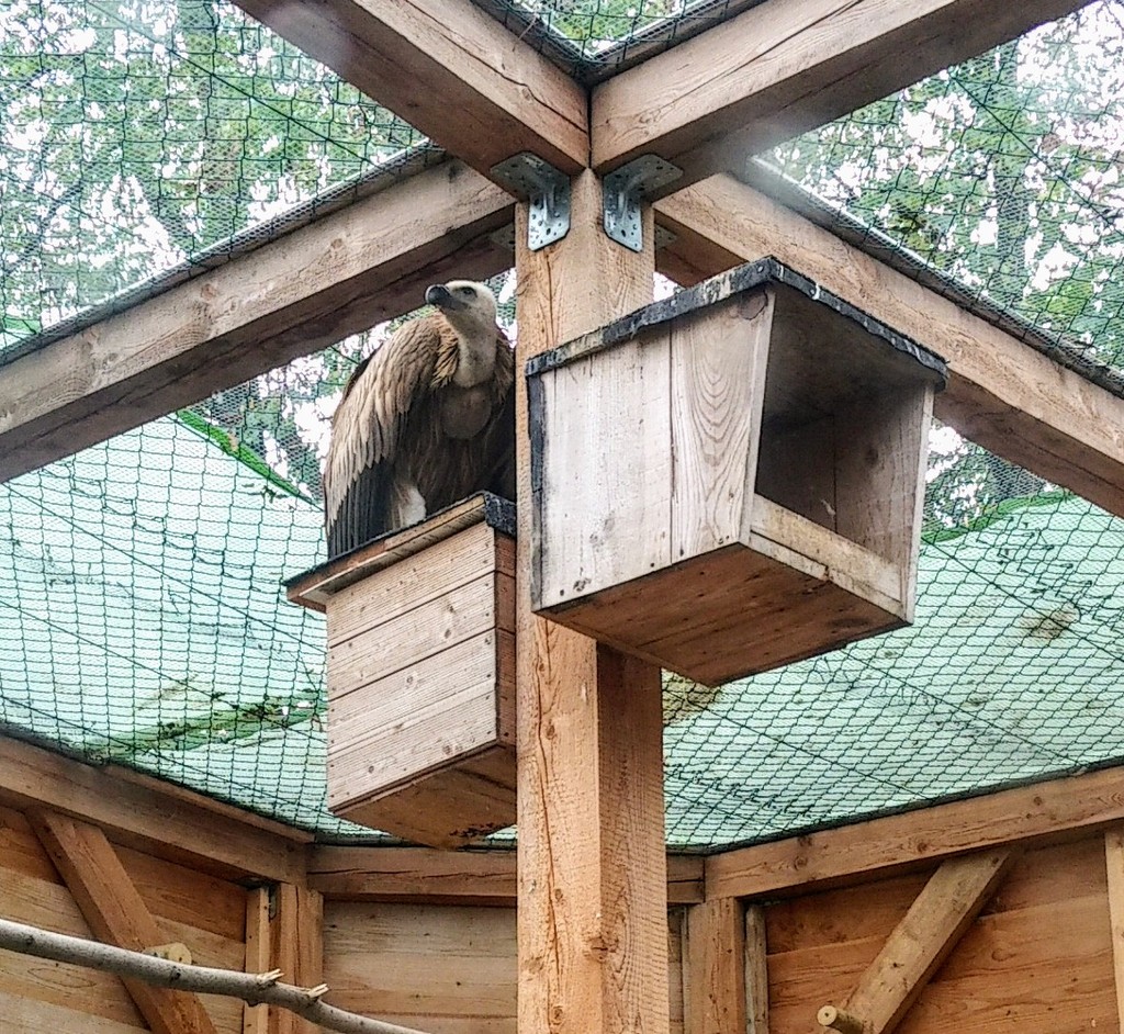 Kupala griffon vulture in a sanctuary in Germany
