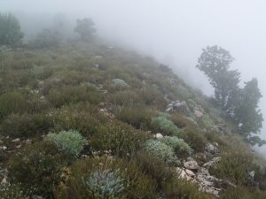 krajobraz u magli