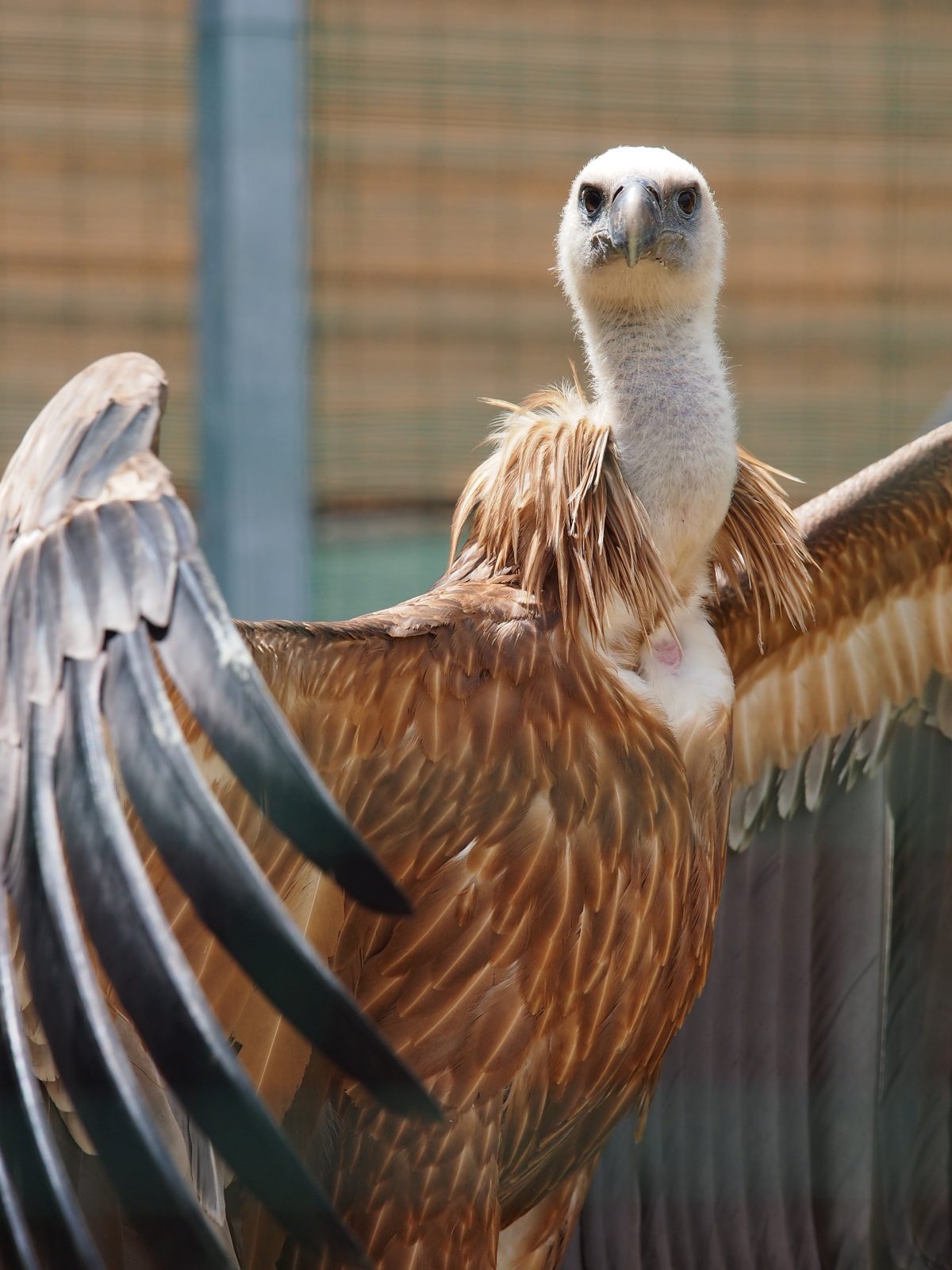 Međunarodni dan strvinara (International Vulture Awareness Day – IVAD)